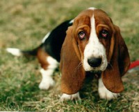 /album/fotogaleria/basset-hound-910894-copia-jpg/